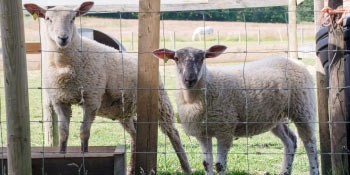 kent campsite with farm animals