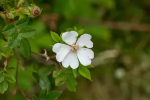 Tanner-Farm-Park-Nature-Luis-Sanchez- (38)